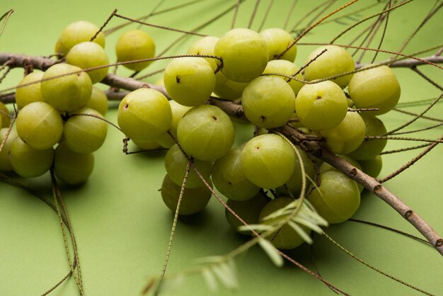 Uva spina indiana o frutta Amla o Phyllanthus emblica, fuoco selettivo