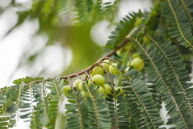 Uva spina indiana o frutto di Amla sull'albero con foglia verde Phyllanthus emblica tradizionale indiano