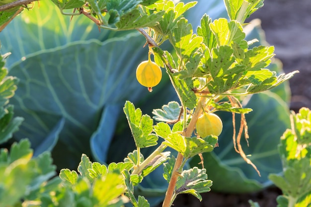 Uva spina matura che cresce sul cespuglio in giardino con cavoli sullo sfondo.