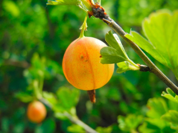 Uva spina Ribes uvacrispa cespuglio di frutta