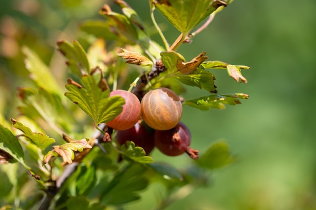 Uva spina rossa approssimativamente nel giardino