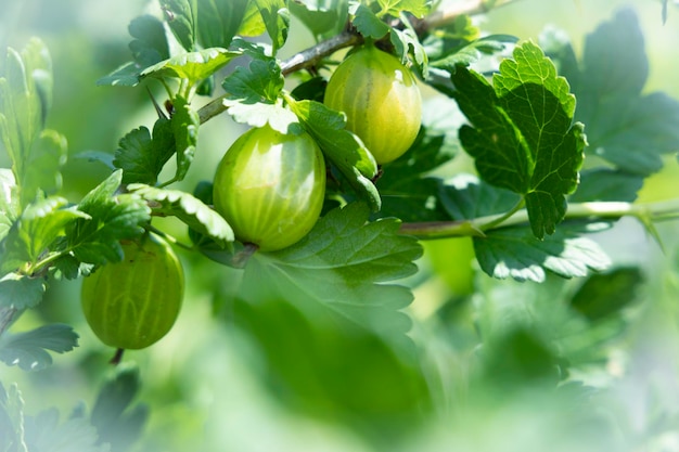 Uva spina verde su un cespuglio