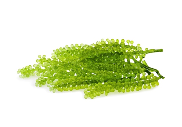 Uva Umibudou alga o caviale verde isolato su sfondo bianco