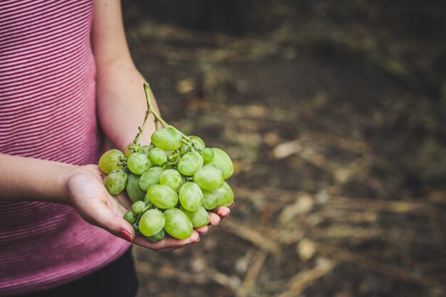 uva, vendemmia matura e succosa