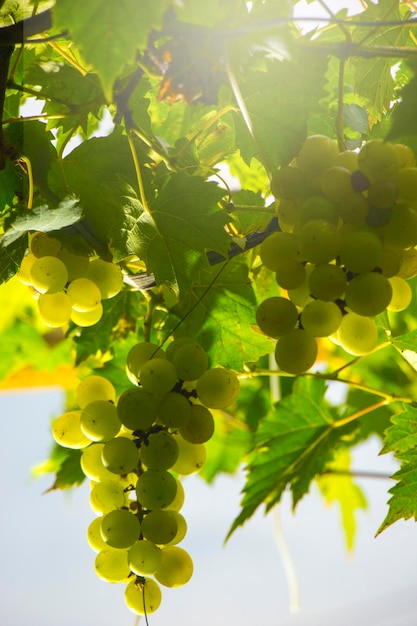 uva verde appesa all'illuminazione laterale degli steli, foto vista dal basso