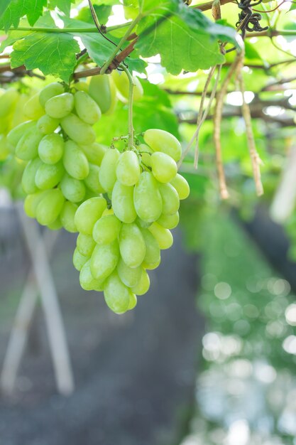 Uva verde che appende su un cespuglio, Damnoen Saduk, provincia di Ratchaburi. Tailandia