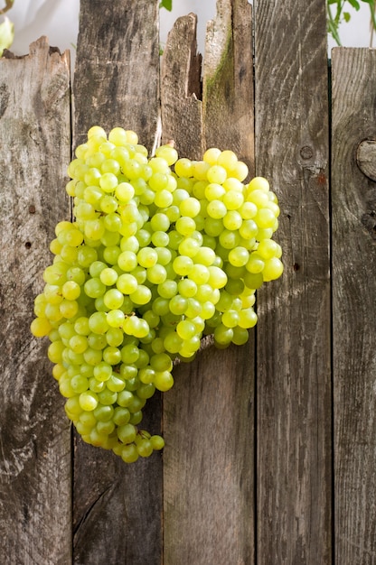 Uva verde fresca sul vecchio recinto di legno