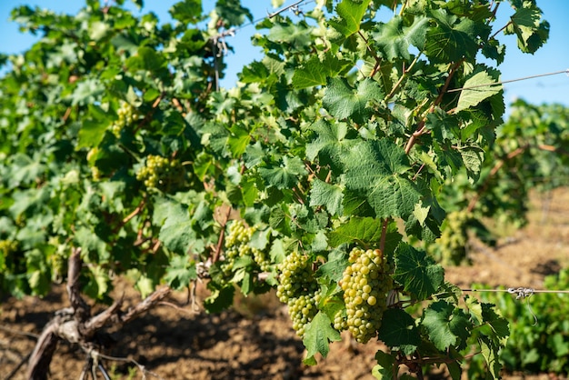 Uve bianche mature in vigna in campagna