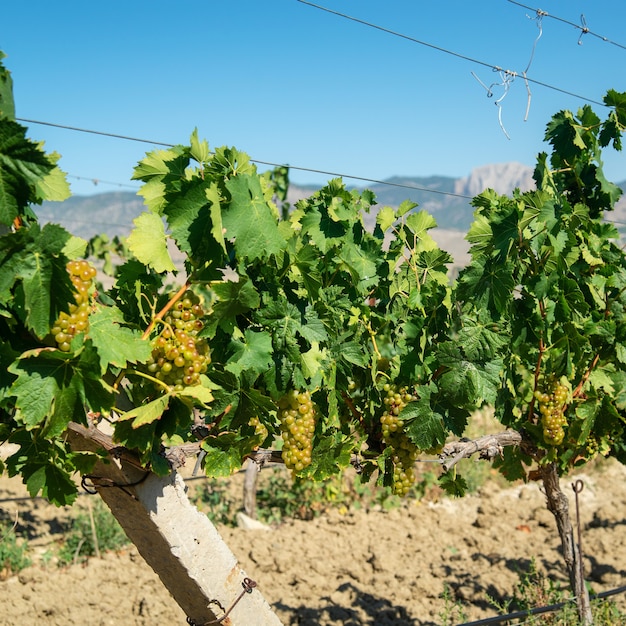 Uve bianche mature in vigna in campagna