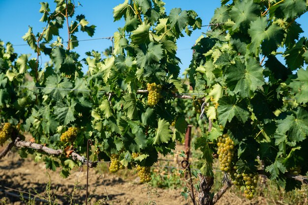 Uve bianche mature in vigna in campagna