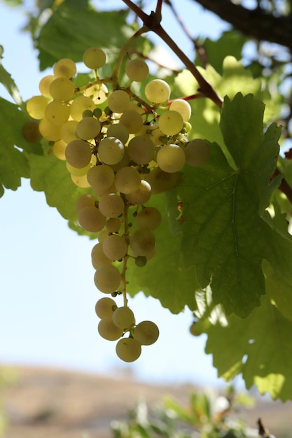 Uve bianche naturali mature in autunno