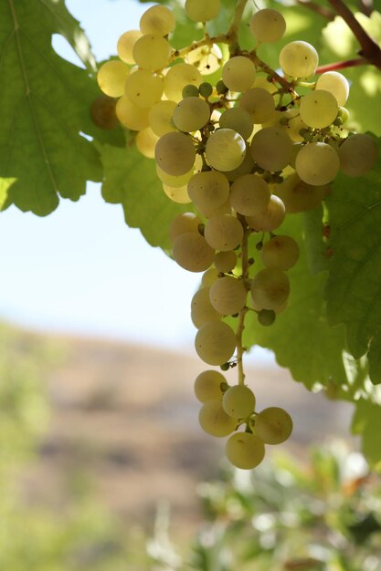 Uve bianche naturali mature in autunno