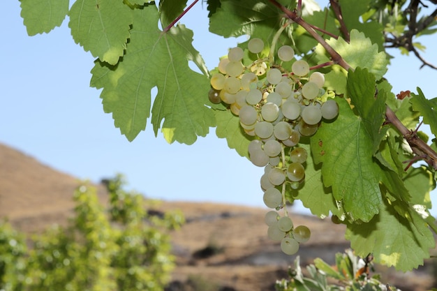 Uve bianche naturali mature in autunno