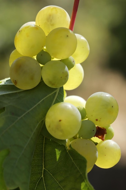 Uve bianche naturali mature in autunno