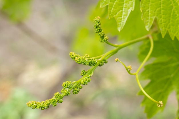 Uve da vino giovani acerbe in vigna all'inizio dell'estate