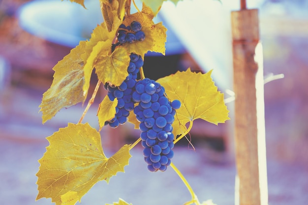 Uve da vino rosso in vigna