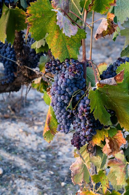 Uve in vigna pronte per la vendemmia