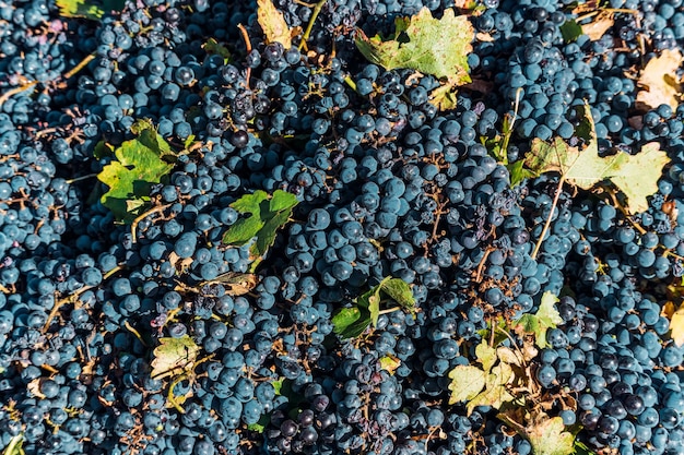 Uve Malbec alla vendemmia a Mendoza