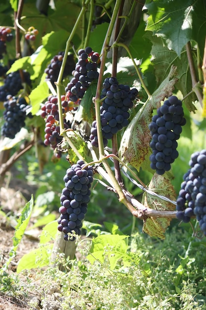 Uve mature su un vino che cresce nel giardino