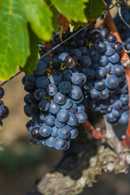 Uve Sangiovese nella regione di Montalcino della Toscana, Italia