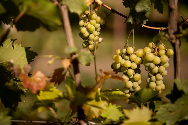 Uve verdi naturali che crescono e maturano sul ramo tre grandi grappoli nel giardino contro il ba