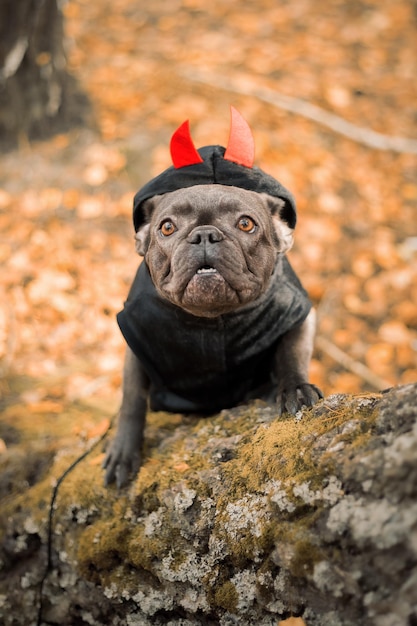 Vacanze di Halloween e del Ringraziamento. Cane con zucche nella foresta. Bulldog francese carino. Costo del cane