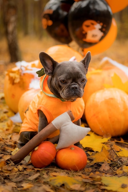 Vacanze di Halloween e del Ringraziamento. Cane con zucche nella foresta. Bulldog francese carino. Costo del cane