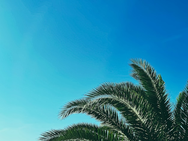 Vacanze estive e concetto di natura tropicale palma e cielo blu in estate