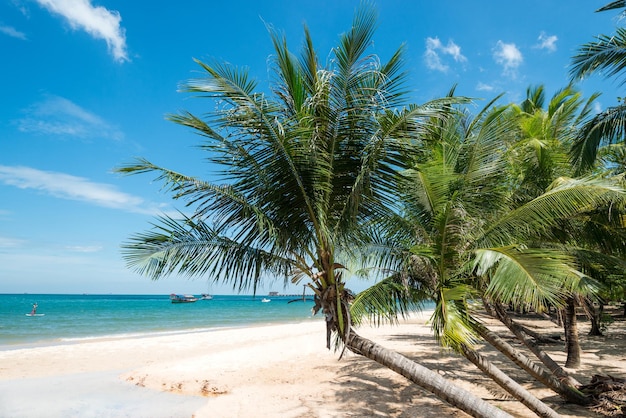 Vacanze sulle palme del paesaggio della spiaggia