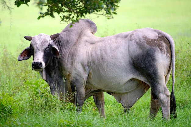 Vacca Holstein vacca da latte stalla al pascolo estivo mucca al pascolo estivo latte fresco di vacca concept