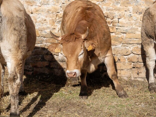 Vacca marrone dei Pirenei esposta alla fiera di Ainsa Huesca