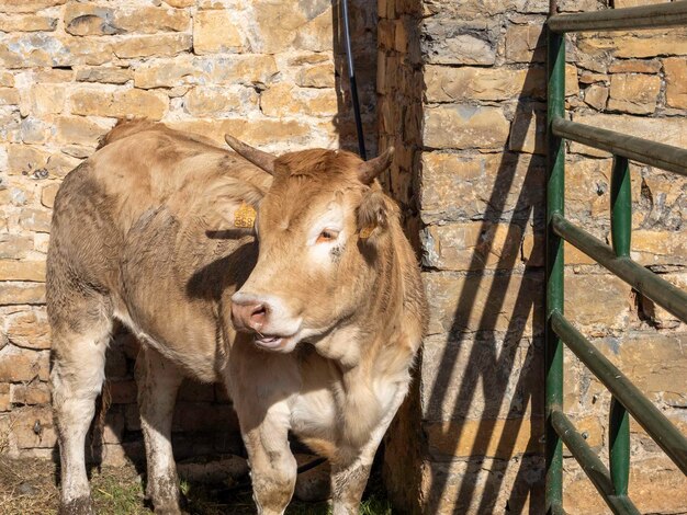 Vacca marrone dei Pirenei esposta alla fiera di Ainsa Huesca