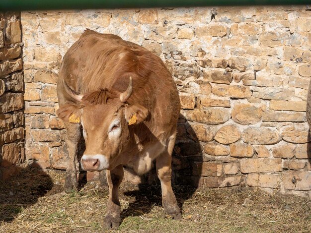 Vacca marrone dei Pirenei esposta alla fiera di Ainsa Huesca