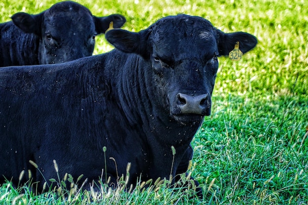 Vacca sul campo