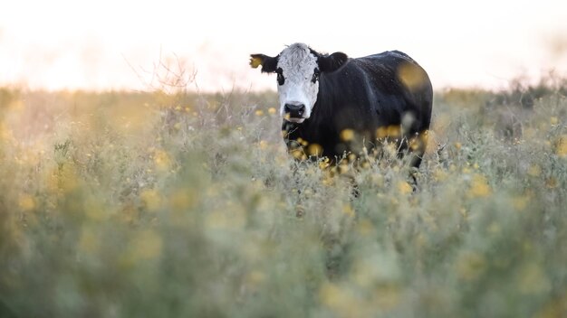 Vacche argentine per la produzione di carne alimentate con erba naturale
