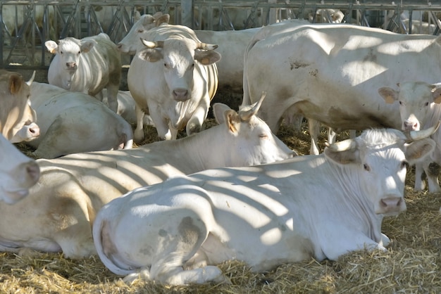 Vacche Charolais in una fattoria