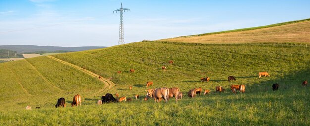 Vacche che pascolano in pascolo in Germania specie animale appropriato allevamento terreni agricoli prato