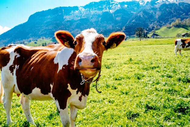 Vacche che pascolano su un campo erboso