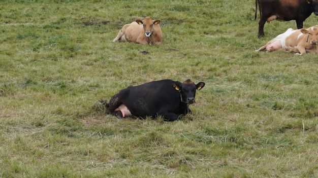 Vacche che pascolano sul campo erboso