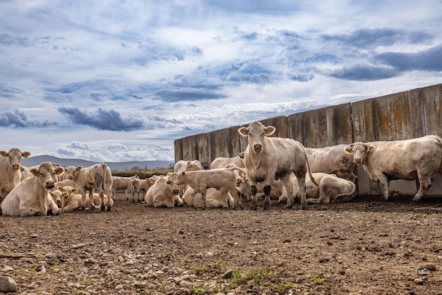 Vacche da carne Charolais