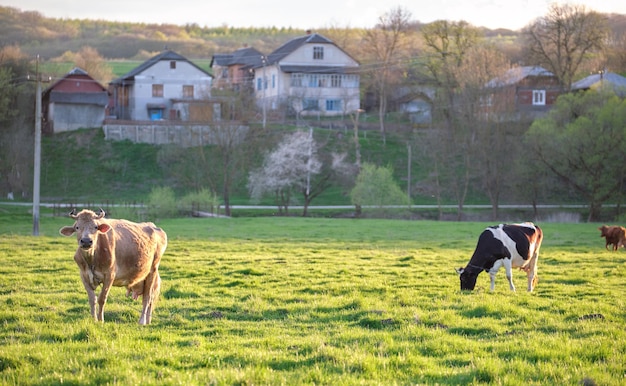 Vacche da latte che pascolano sul pascolo verde dell'azienda agricola il giorno d'estate. Alimentazione del bestiame sui prati agricoli.