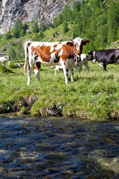 Vacche italiane durante una giornata di sole vicino a Susa, Piemonte, Alpi italiane