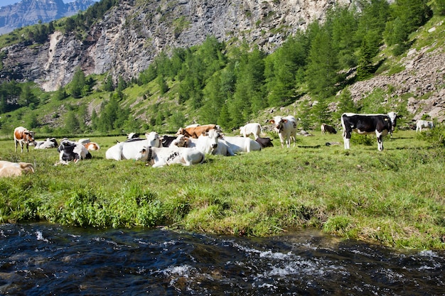 Vacche italiane durante una giornata di sole vicino a Susa, Piemonte, Alpi italiane