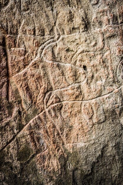 Vacche su arte petroglifica in pietra Esposizione di petroglifi a Gobustan vicino a Baku, Azerbaijan