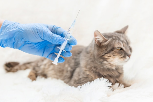 Vaccinazione dei gatti. Fuoco selettivo della medicina veterinaria.