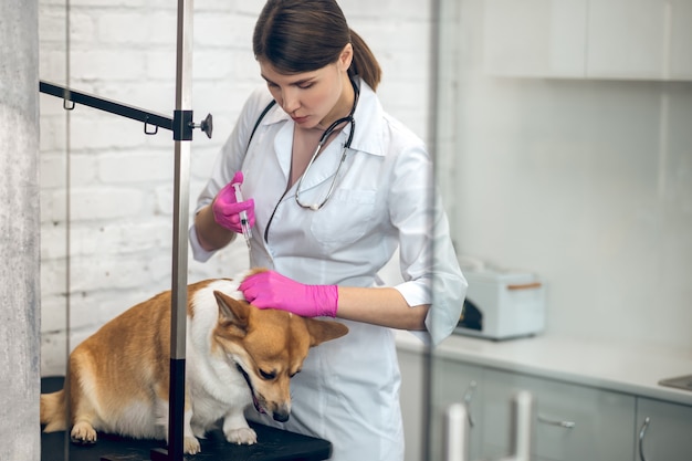 Vaccinazione. Medico veterinario femminile che fa un'iniezione a un cane