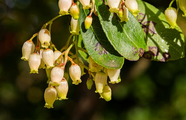 Vaccinium corymbosum alto huckleberry sulla sana pianta verde Frutteto di mirtilli