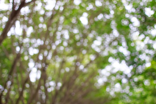 Vago di bokeh verde sul fondo dell&#39;albero