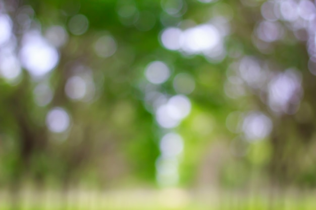 Vago di bokeh verde sul fondo dell&#39;albero