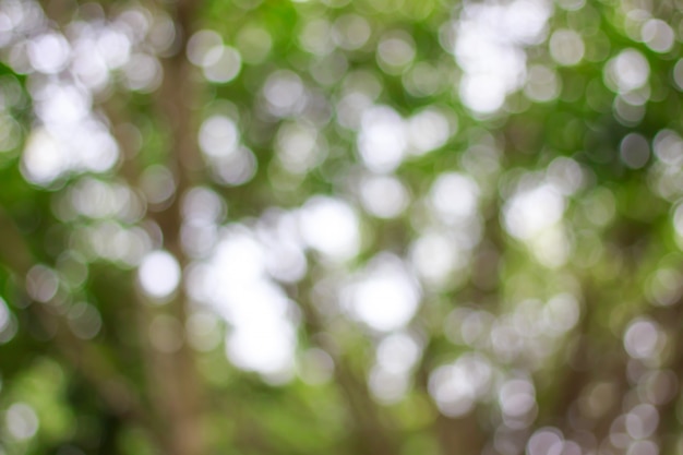 Vago di bokeh verde sul fondo dell&#39;albero